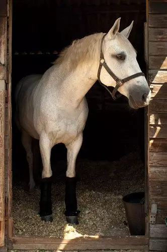 Rhinegold Stable Medicine Boots